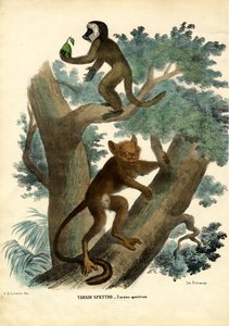 Tarsier
